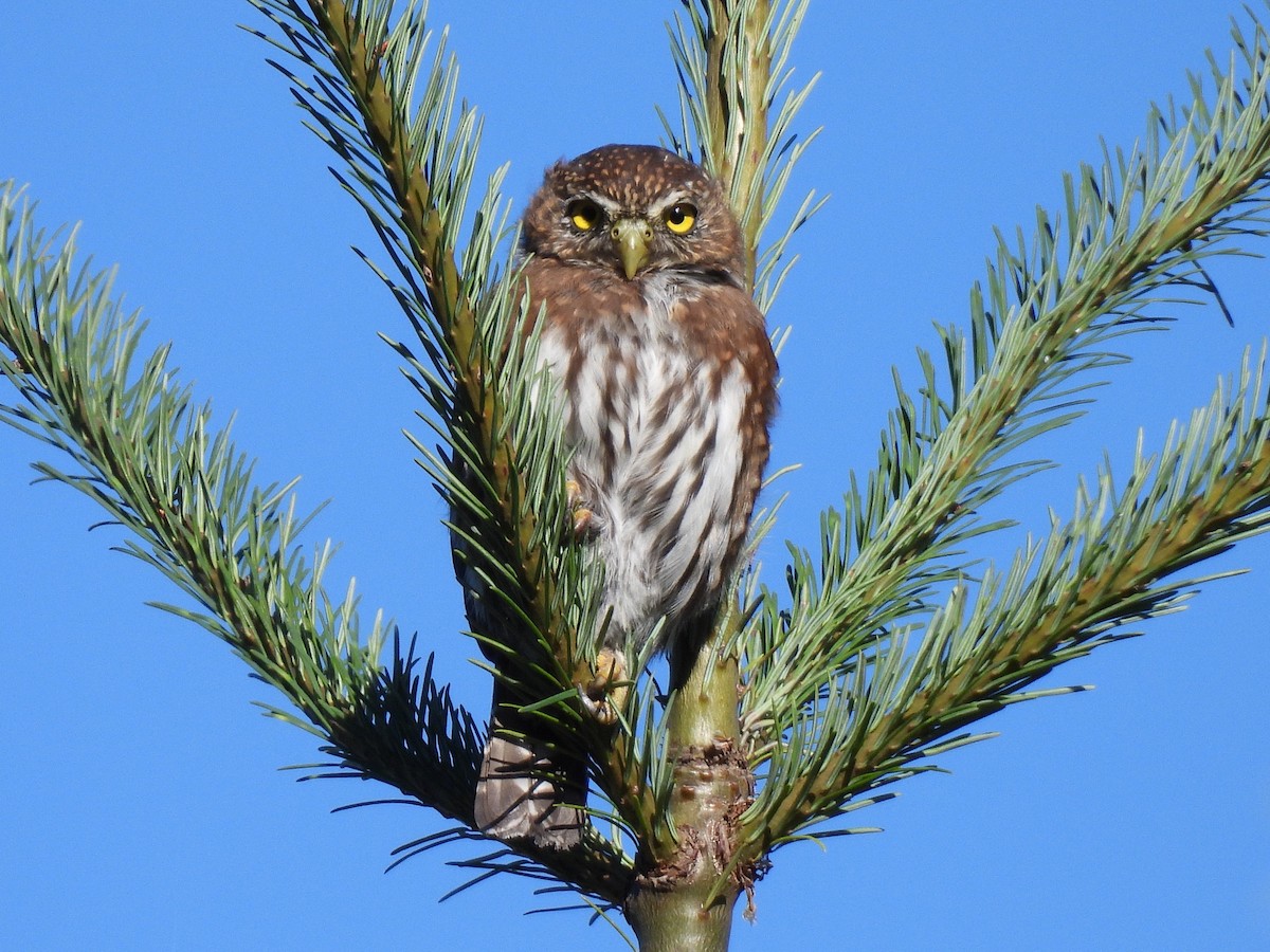 Northern Pygmy-Owl - ML641950779