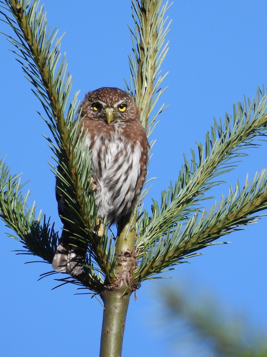 Northern Pygmy-Owl - ML641950780