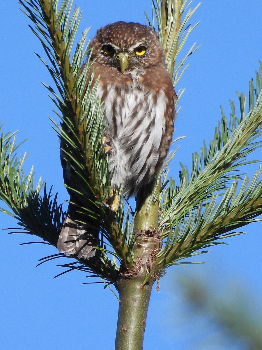 Northern Pygmy-Owl - ML641950781
