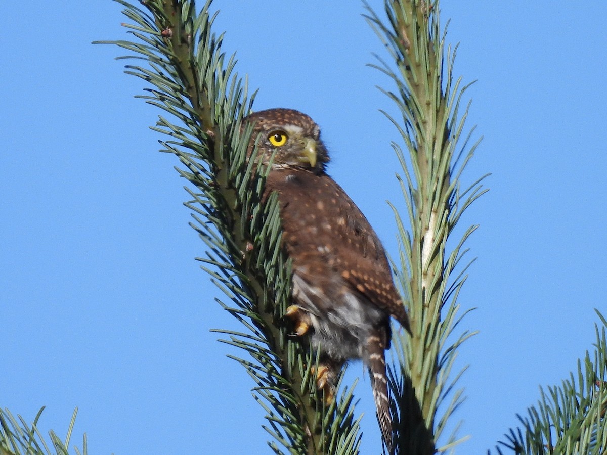 Northern Pygmy-Owl - ML641950782