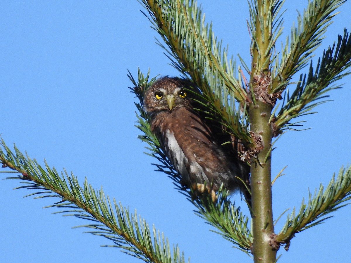 Northern Pygmy-Owl - ML641950784