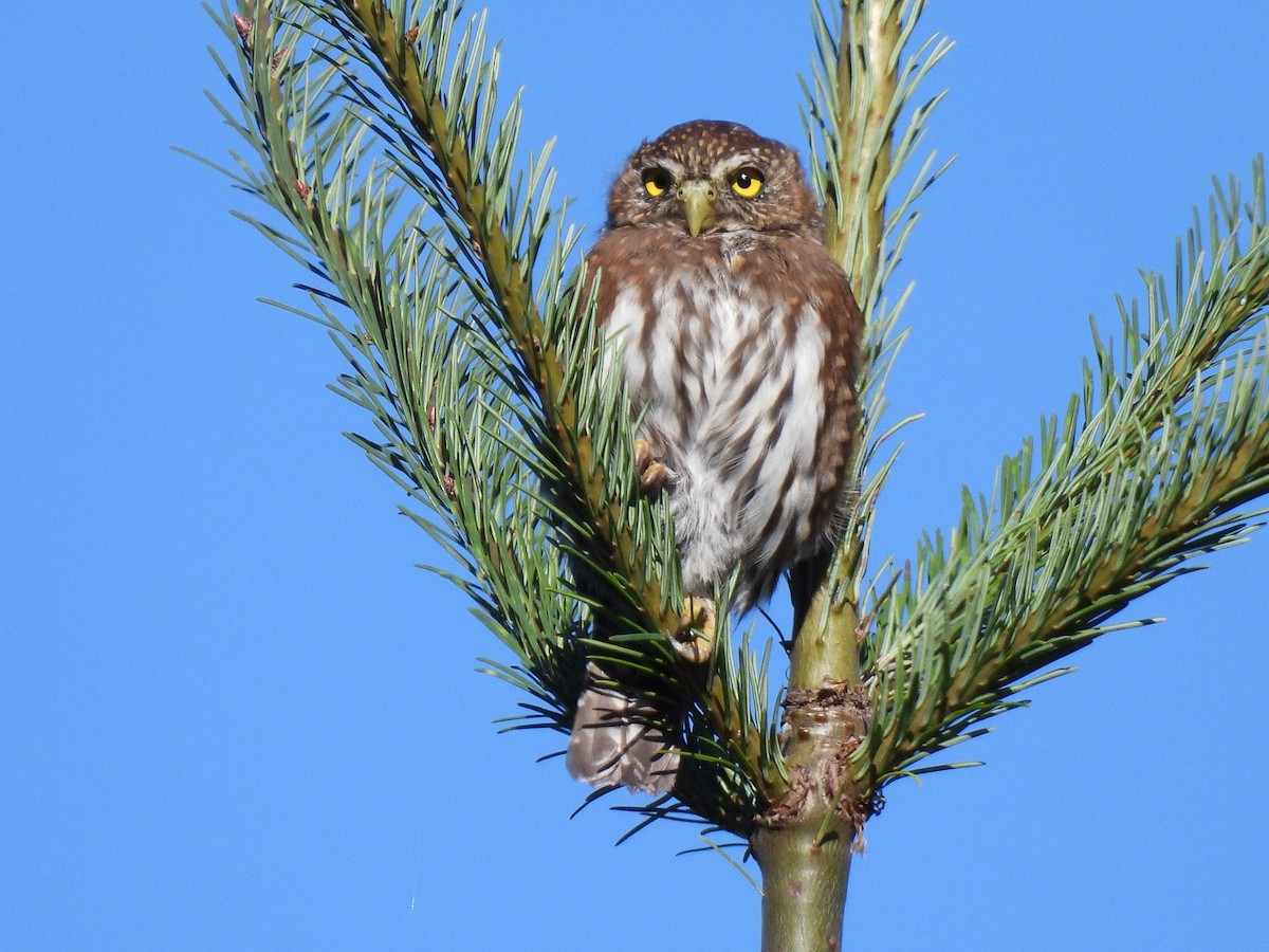 Northern Pygmy-Owl - ML641950785