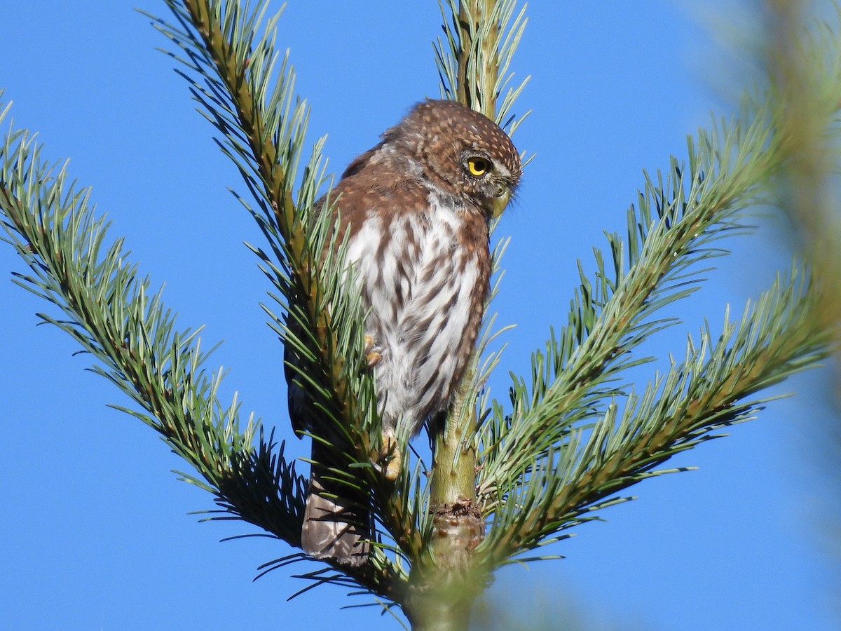 Northern Pygmy-Owl - ML641950786