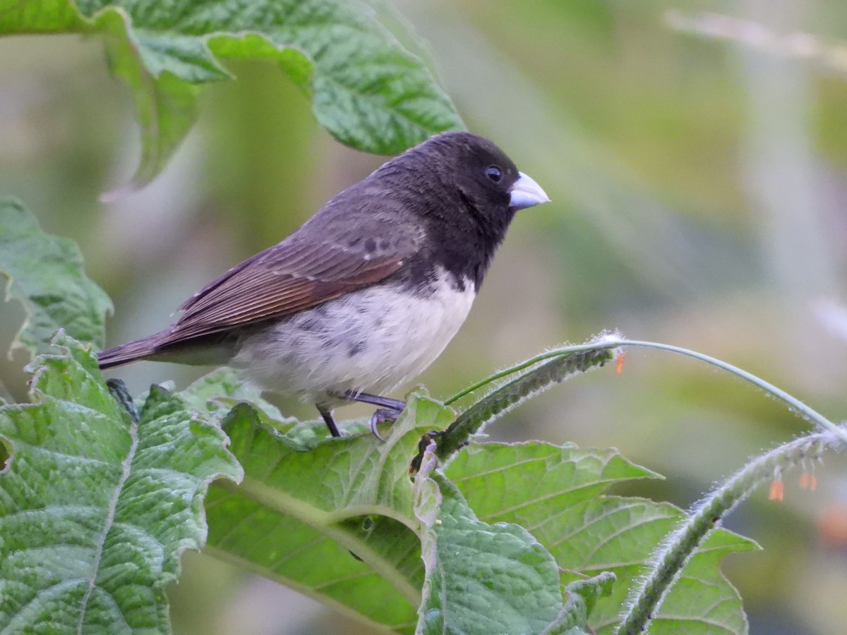 Yellow-bellied Seedeater - ML641950793