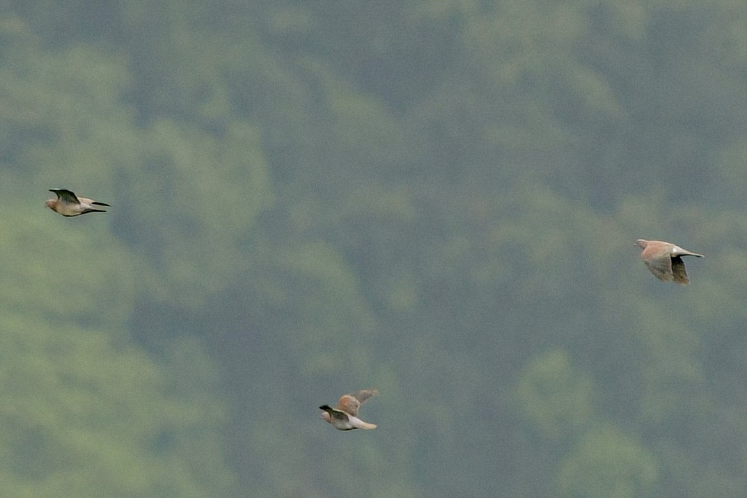 Pale-vented Pigeon - ML641950798
