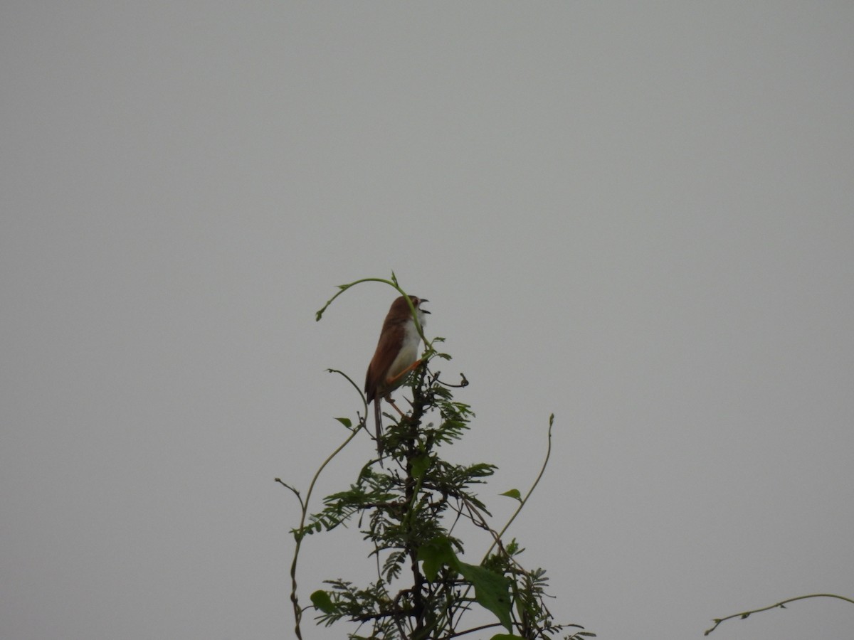 Yellow-eyed Babbler - ML641950799