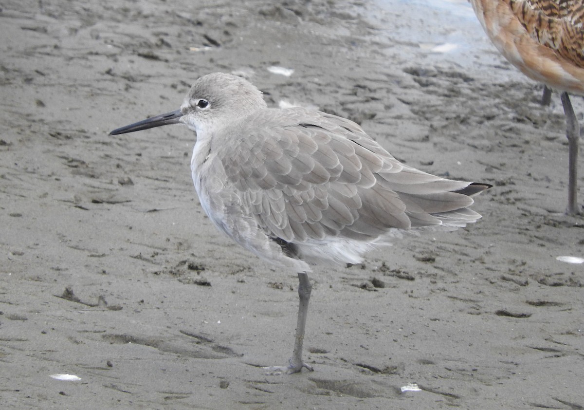 Willet - ML641950801