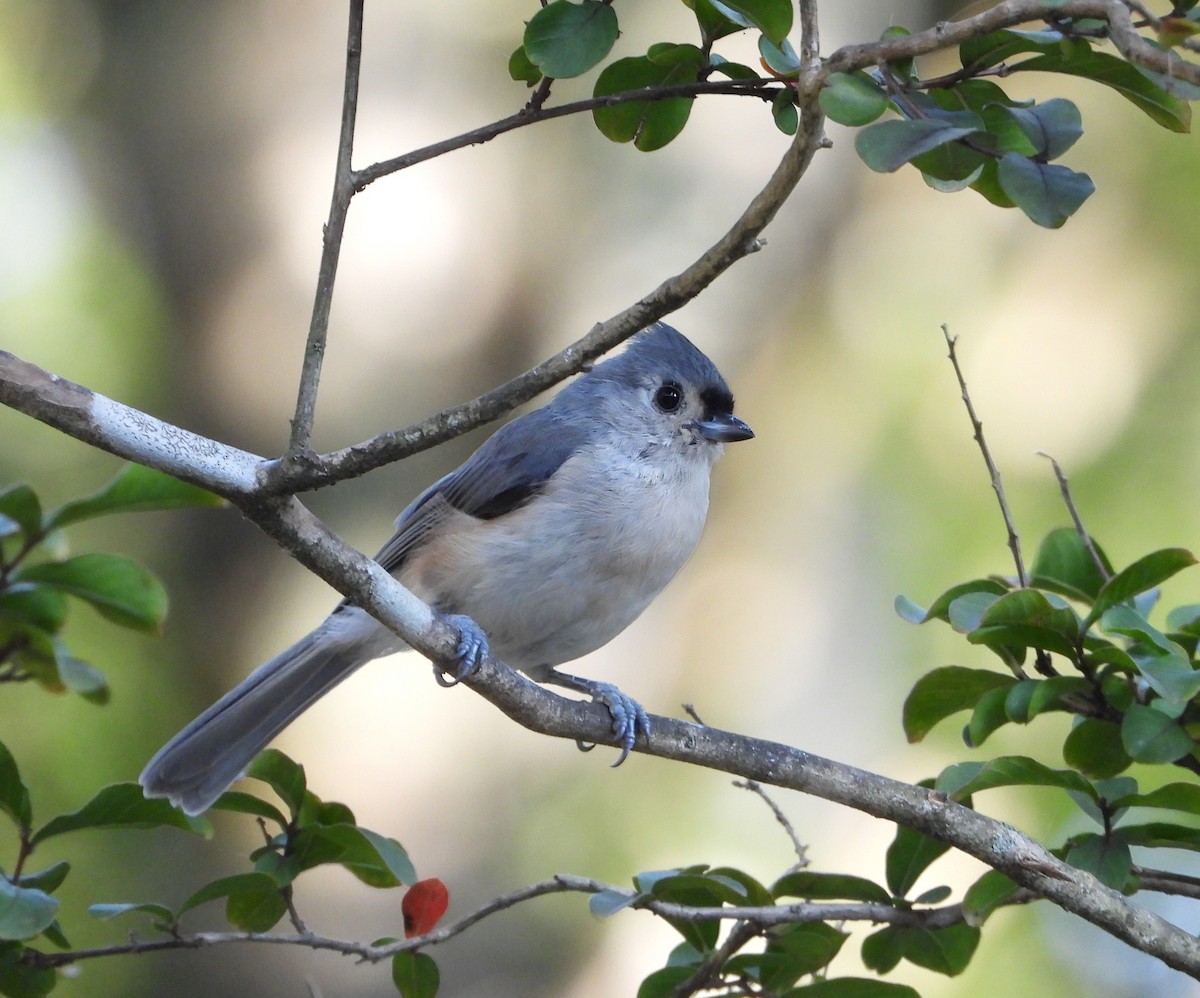 Tufted Titmouse - ML641950825