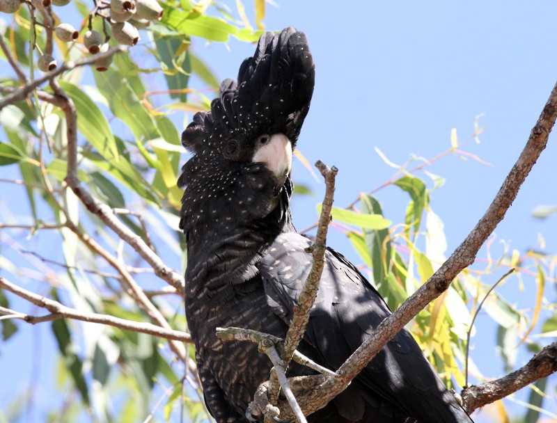 Red-tailed Black-Cockatoo - ML641950828