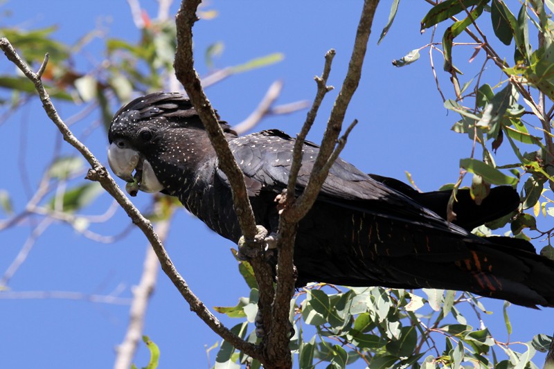 Red-tailed Black-Cockatoo - ML641950829