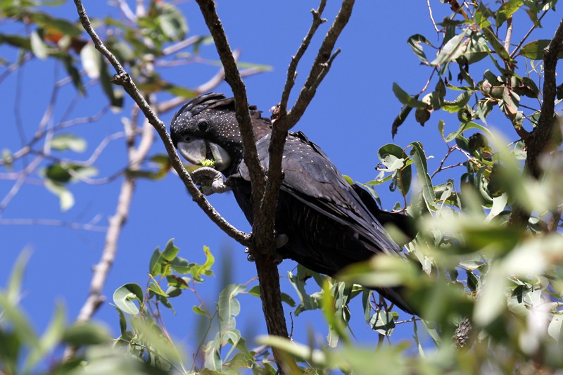 Red-tailed Black-Cockatoo - ML641950830