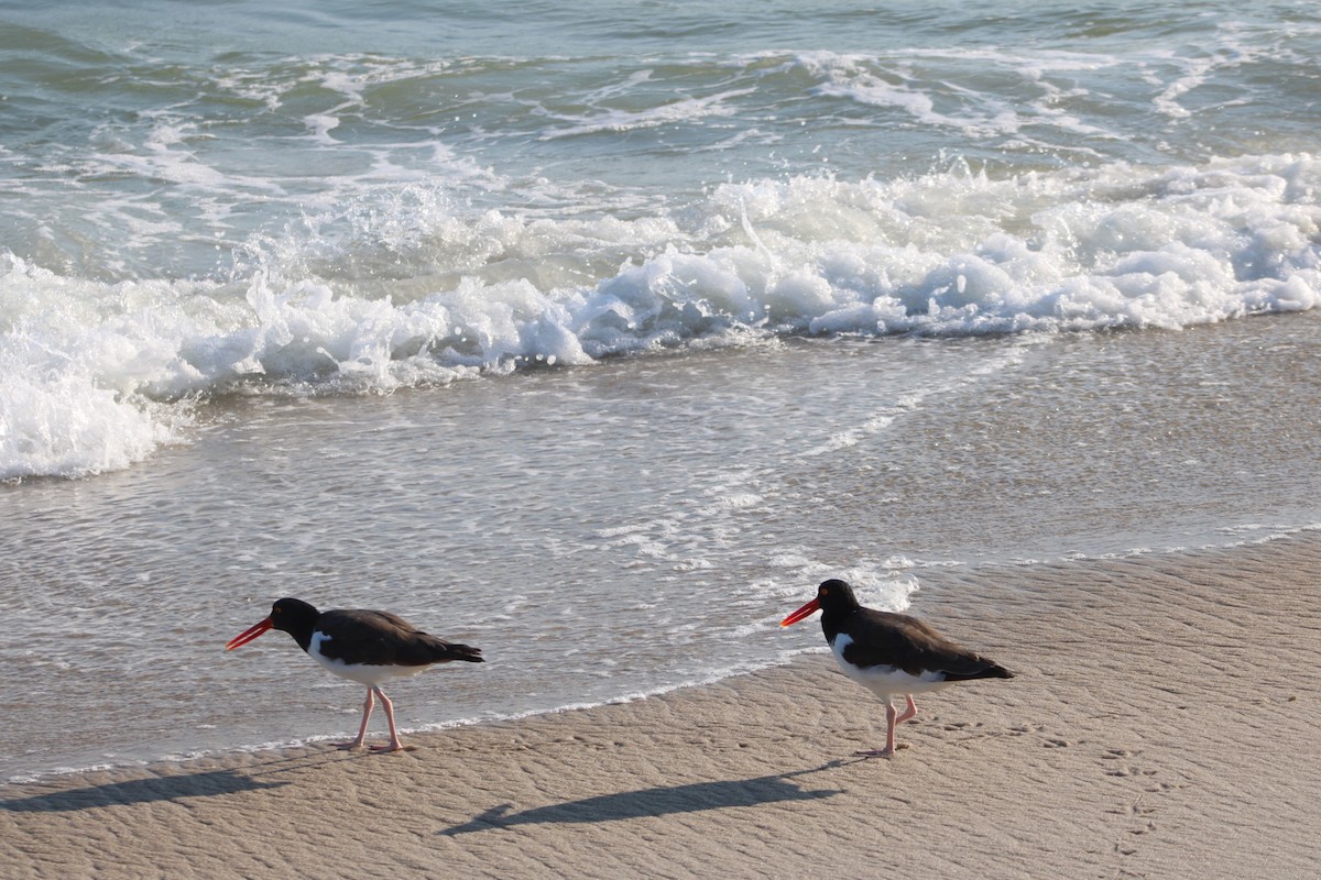 American Oystercatcher - ML641950833