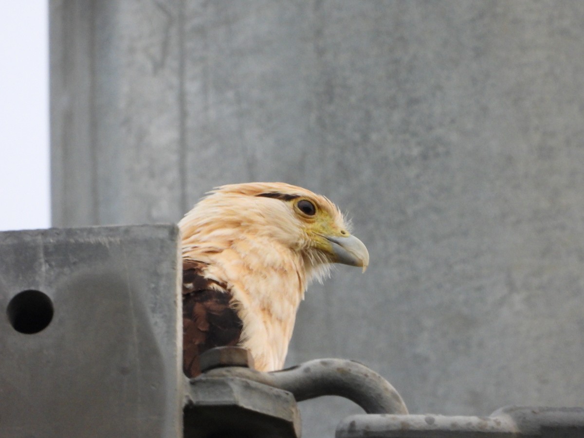 Yellow-headed Caracara - ML641950856