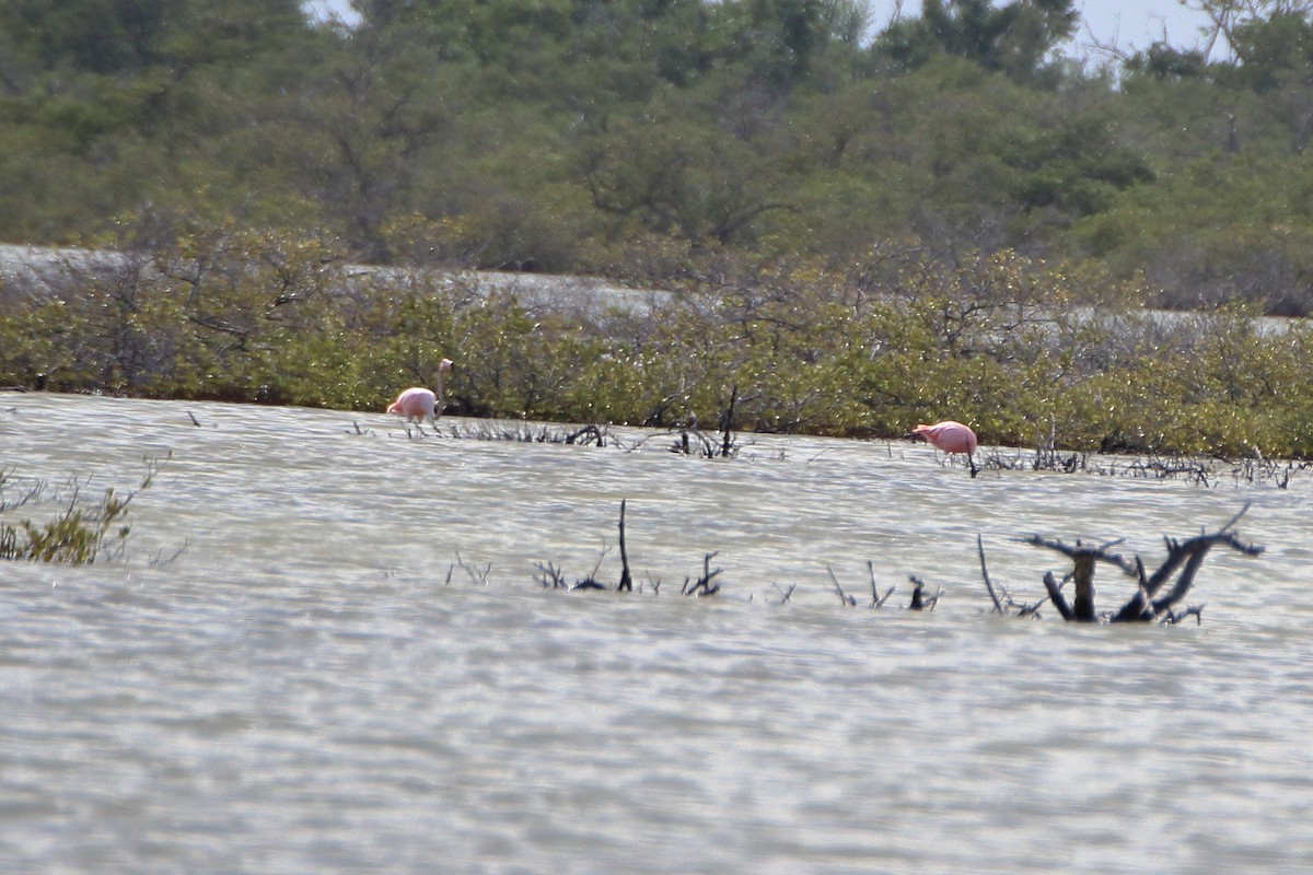American Flamingo - ML641950866