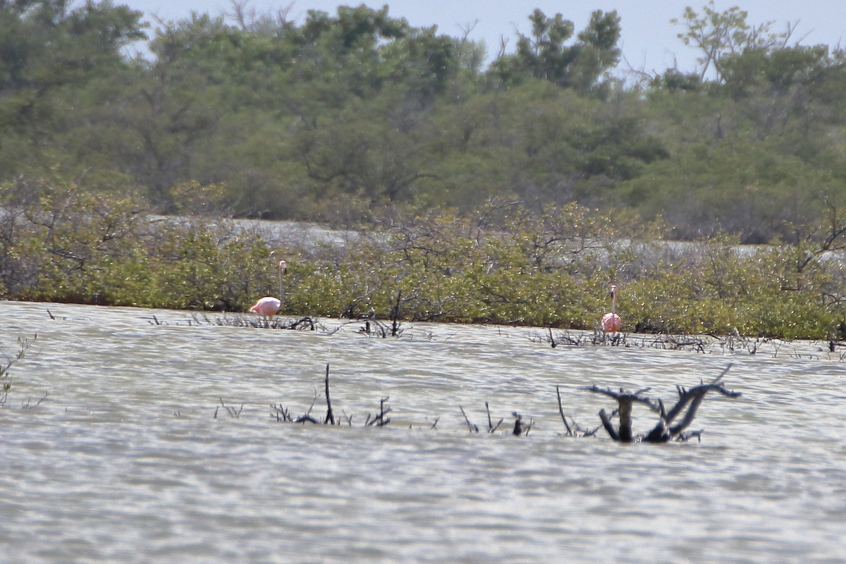 American Flamingo - ML641950869