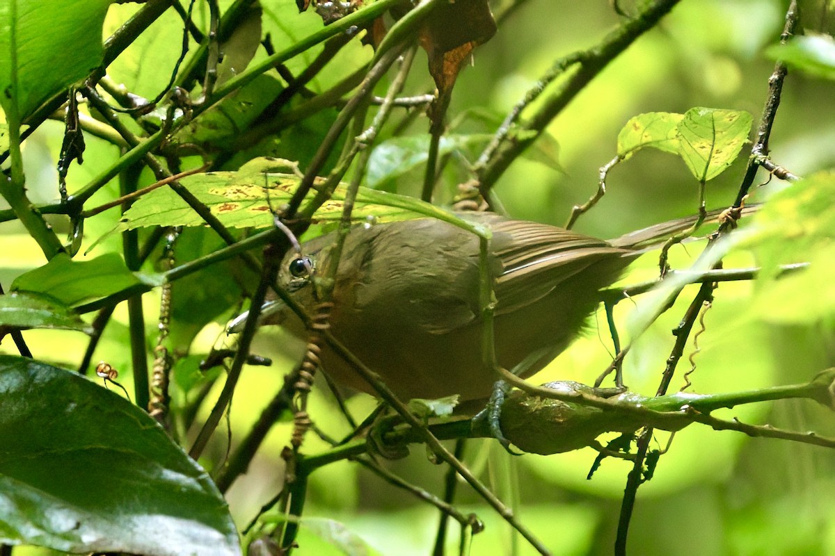 Dusky Antbird - ML641950872