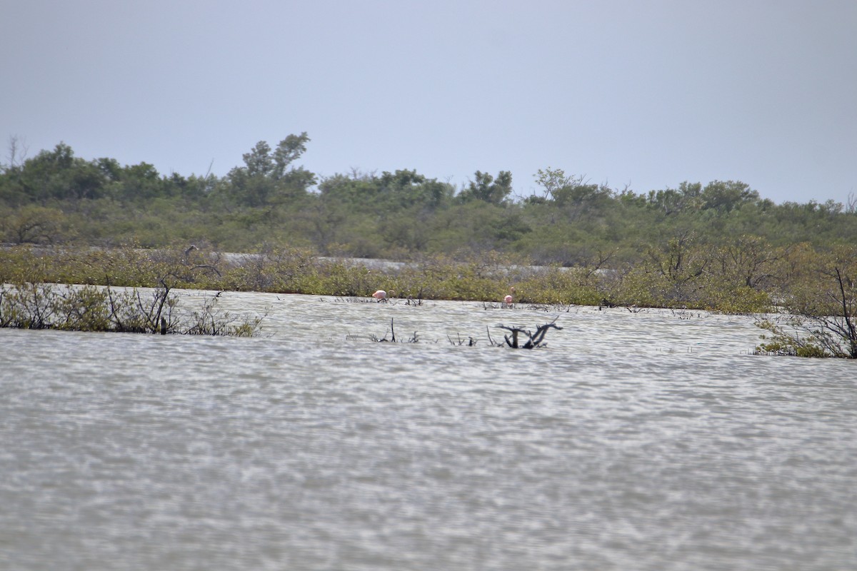 American Flamingo - ML641950874