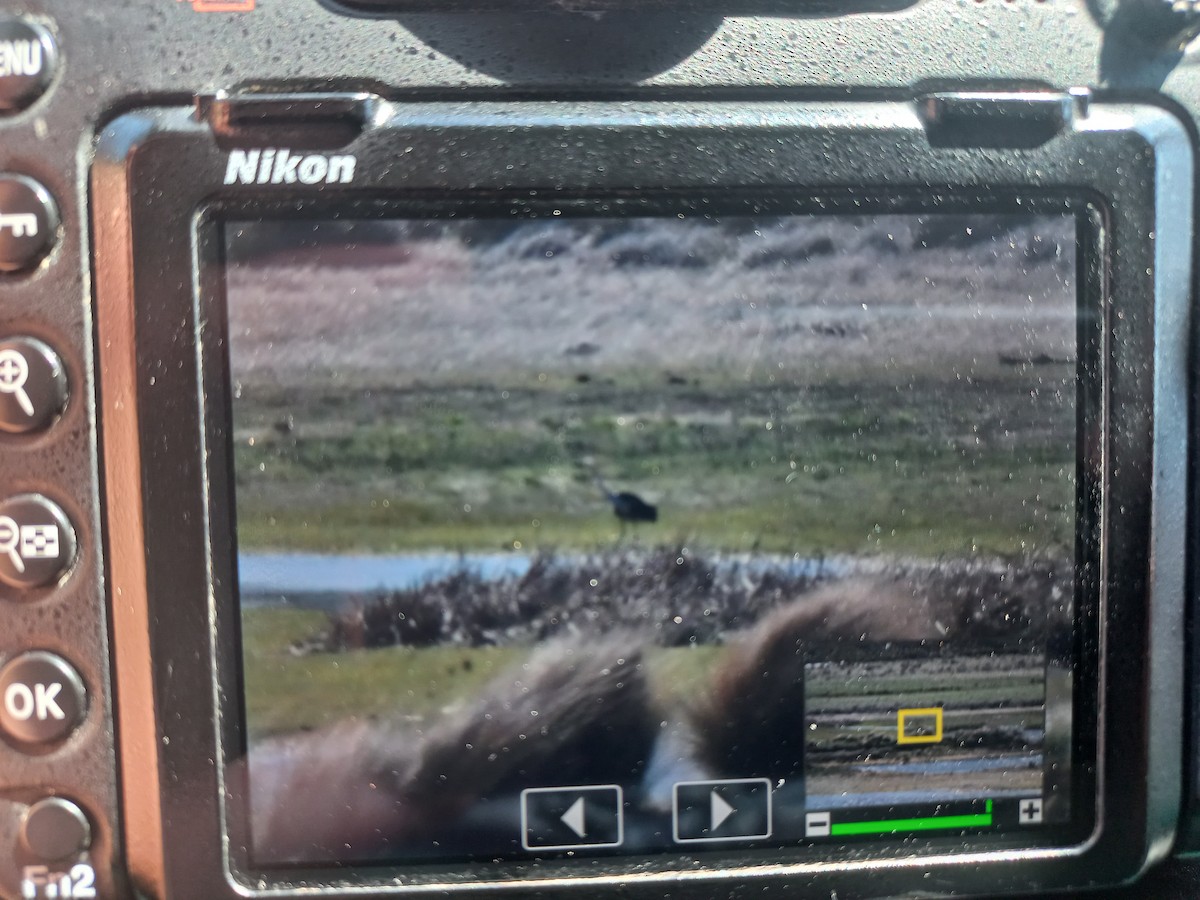 Pacific Heron - ML641950888