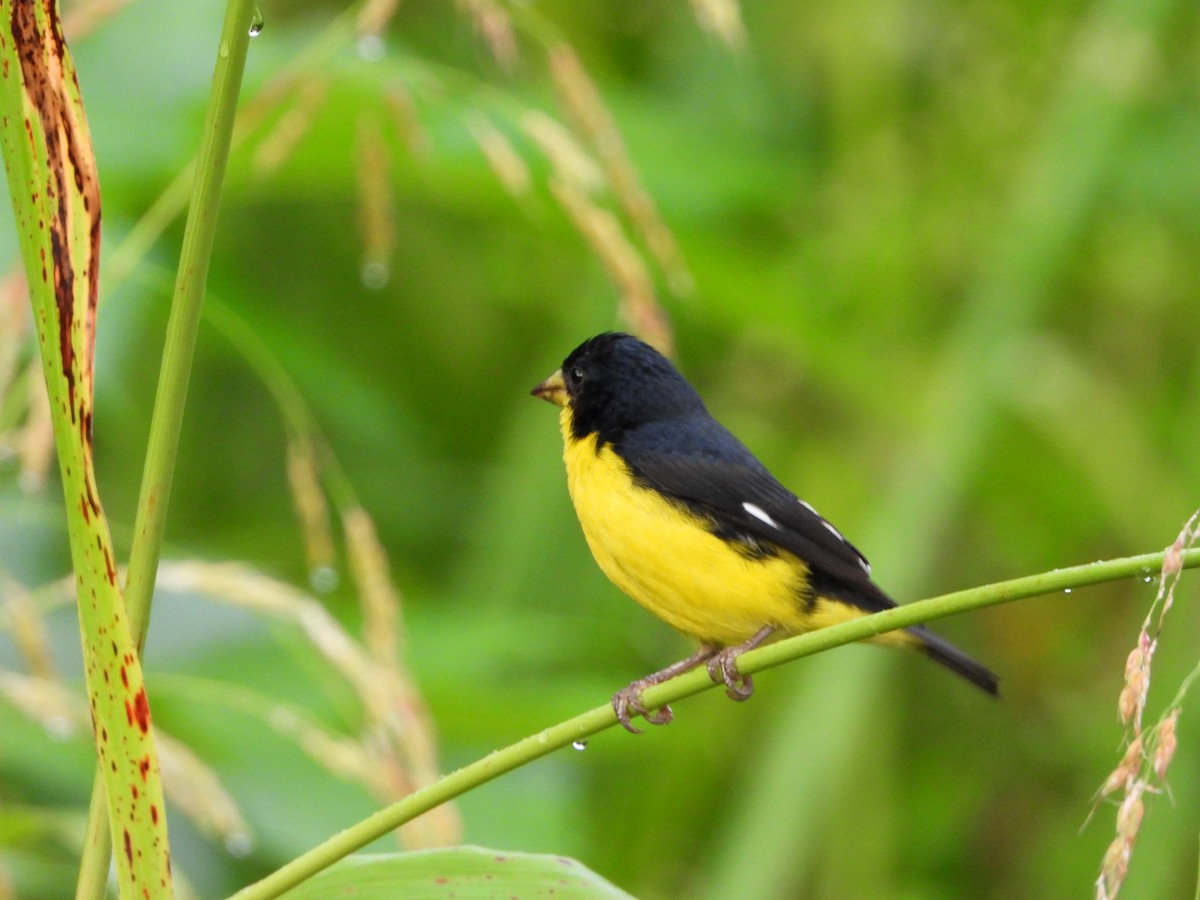 Lesser Goldfinch - ML641950902