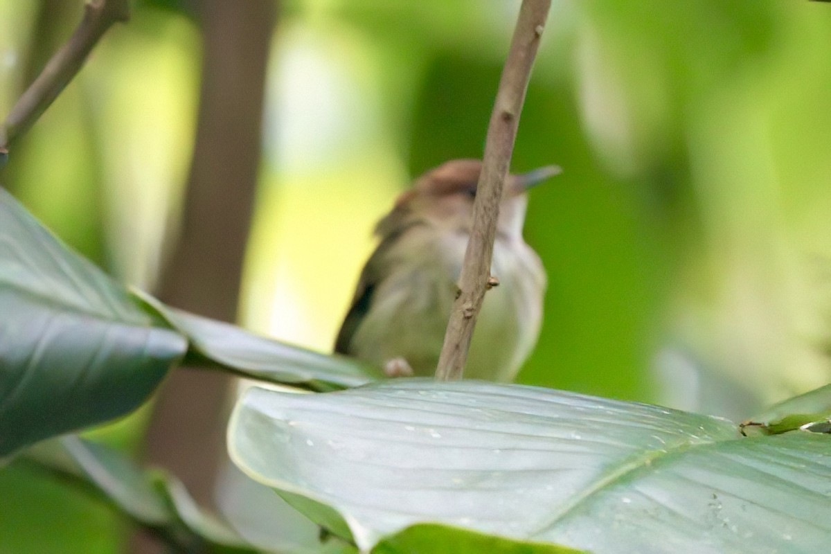 Scale-crested Pygmy-Tyrant - ML641950908