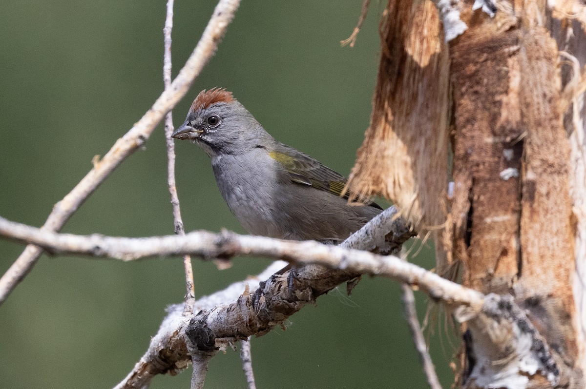 Green-tailed Towhee - ML641950915