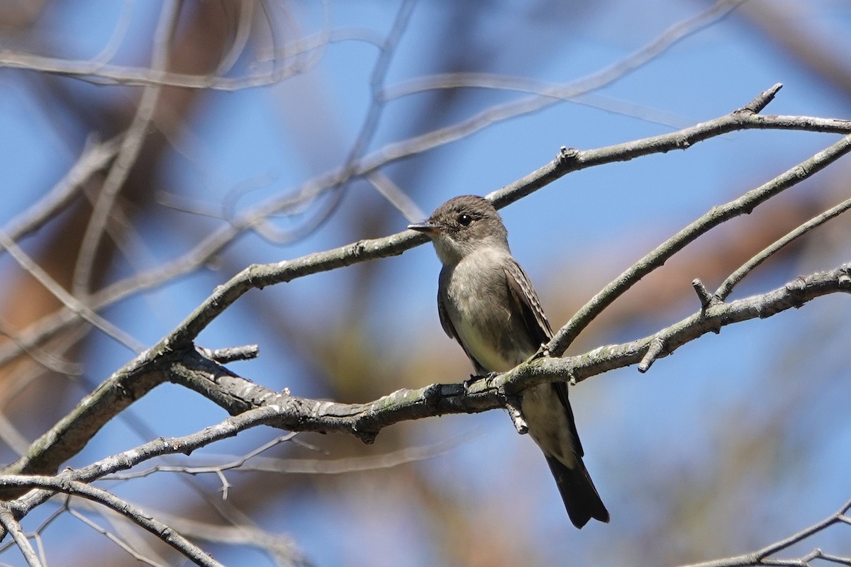 Western Wood-Pewee - ML641950917