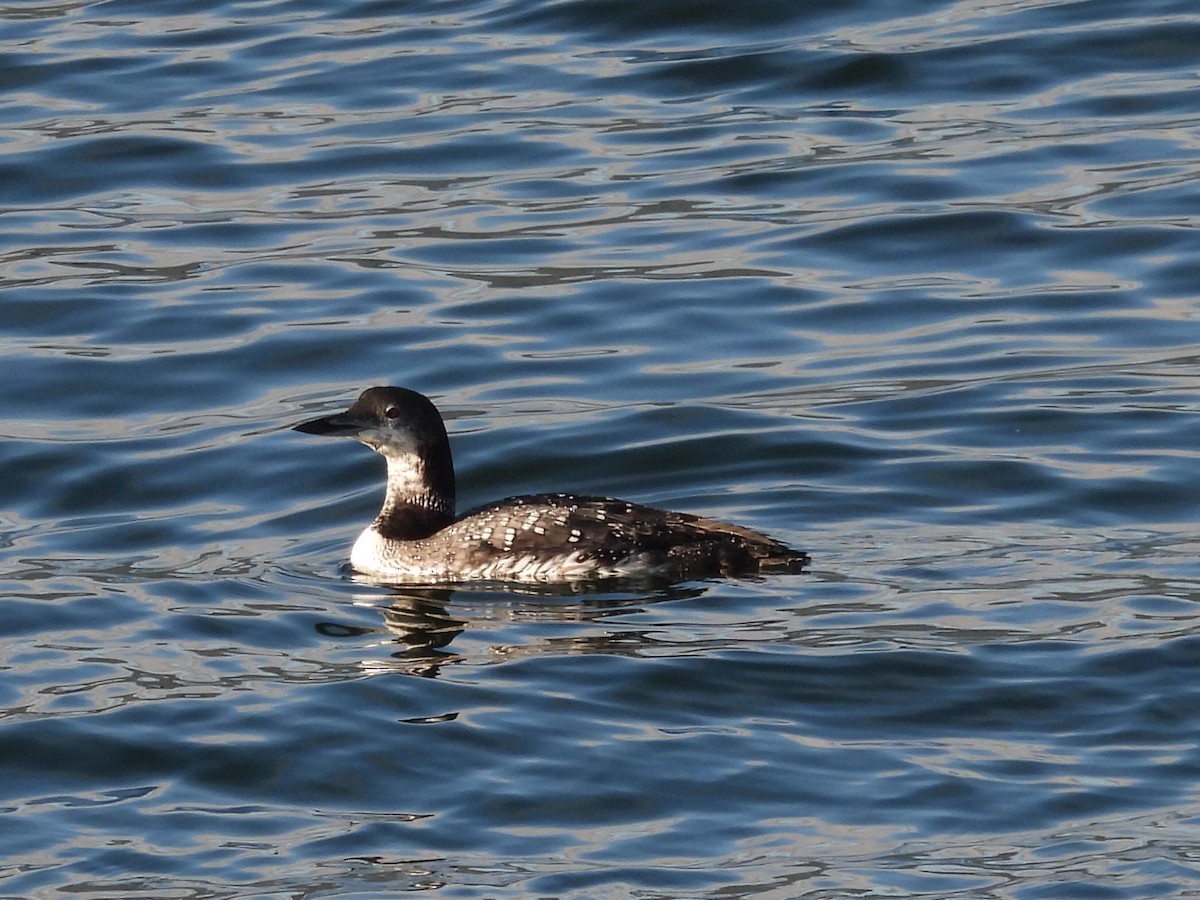 Common Loon - ML641950921
