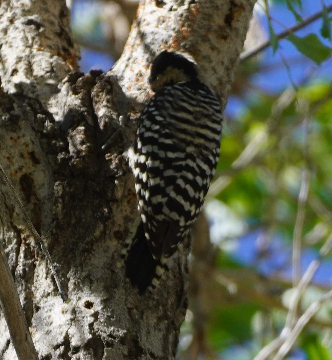 Ladder-backed Woodpecker - ML641950922