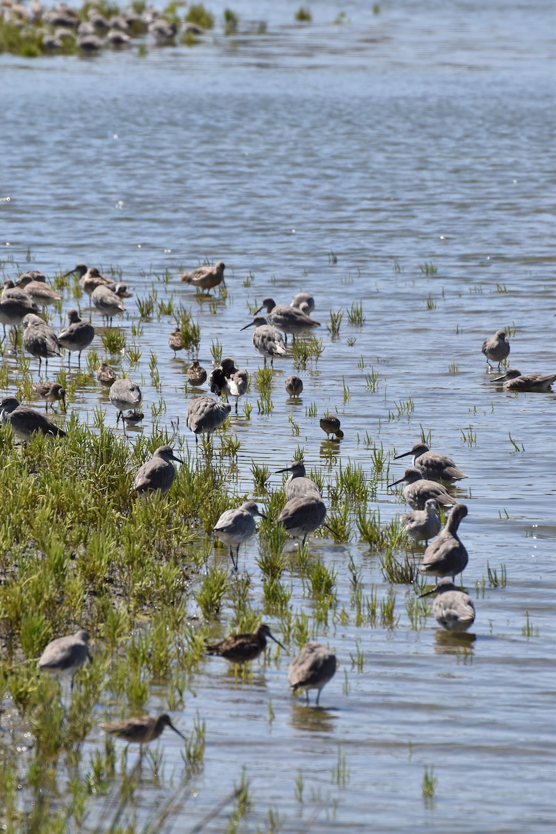Willet - ML641950947