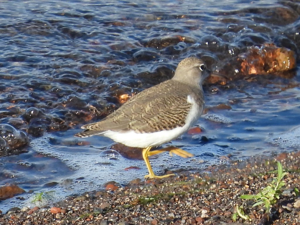 Spotted Sandpiper - ML641950950