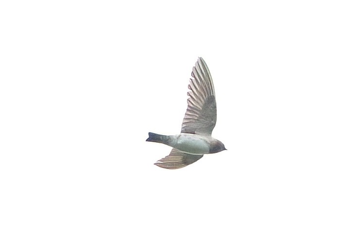 Cliff Swallow - ML641950957