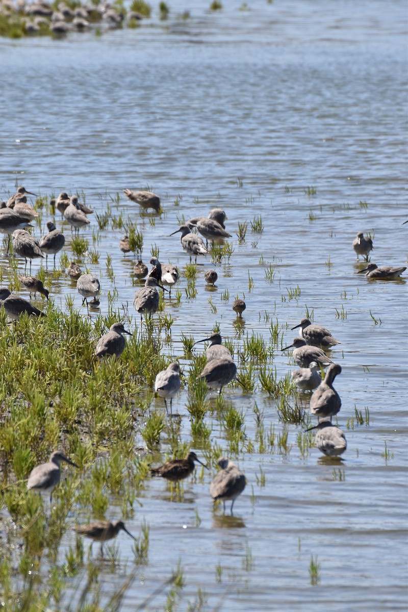 Willet - ML641950958