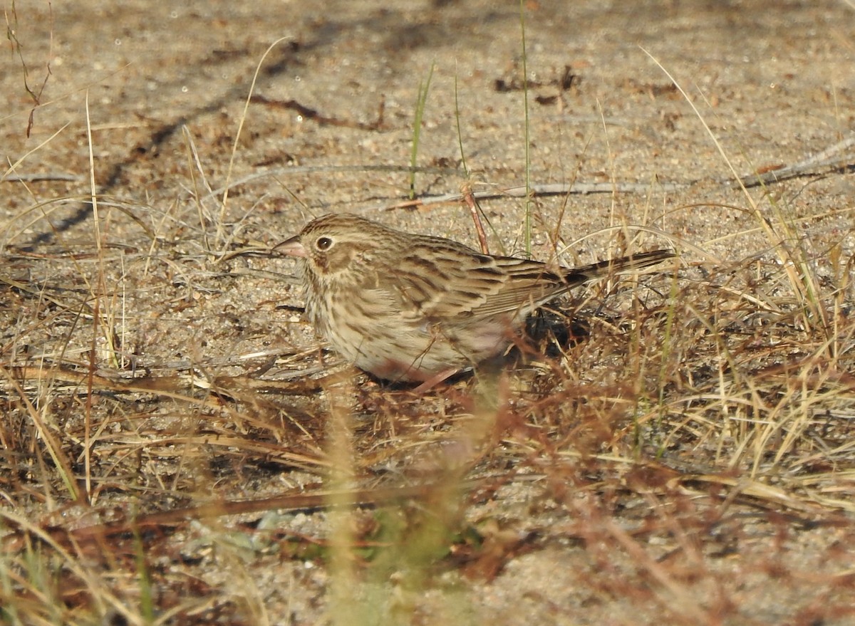 Vesper Sparrow - ML641950967