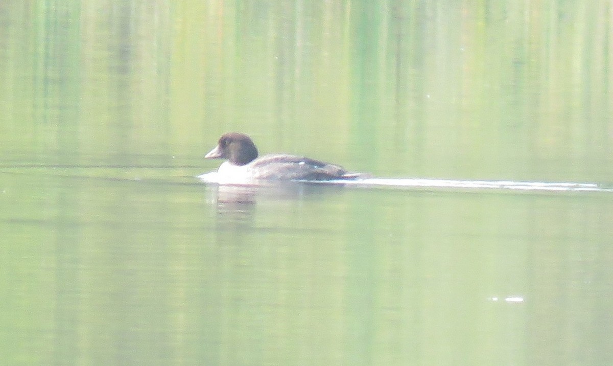 Common Goldeneye - ML641950968