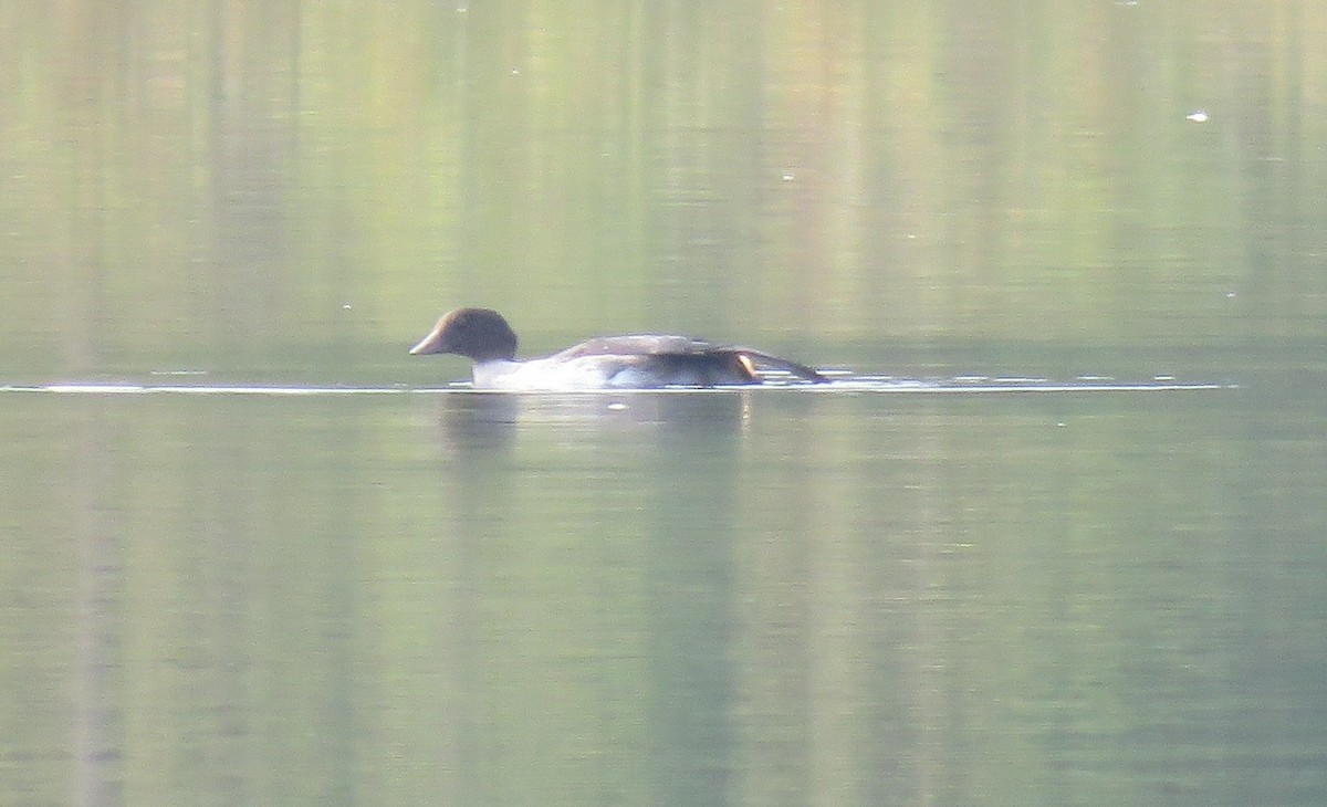 Common Goldeneye - ML641950969