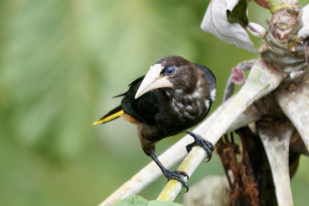 Chestnut-headed Oropendola - ML641950980