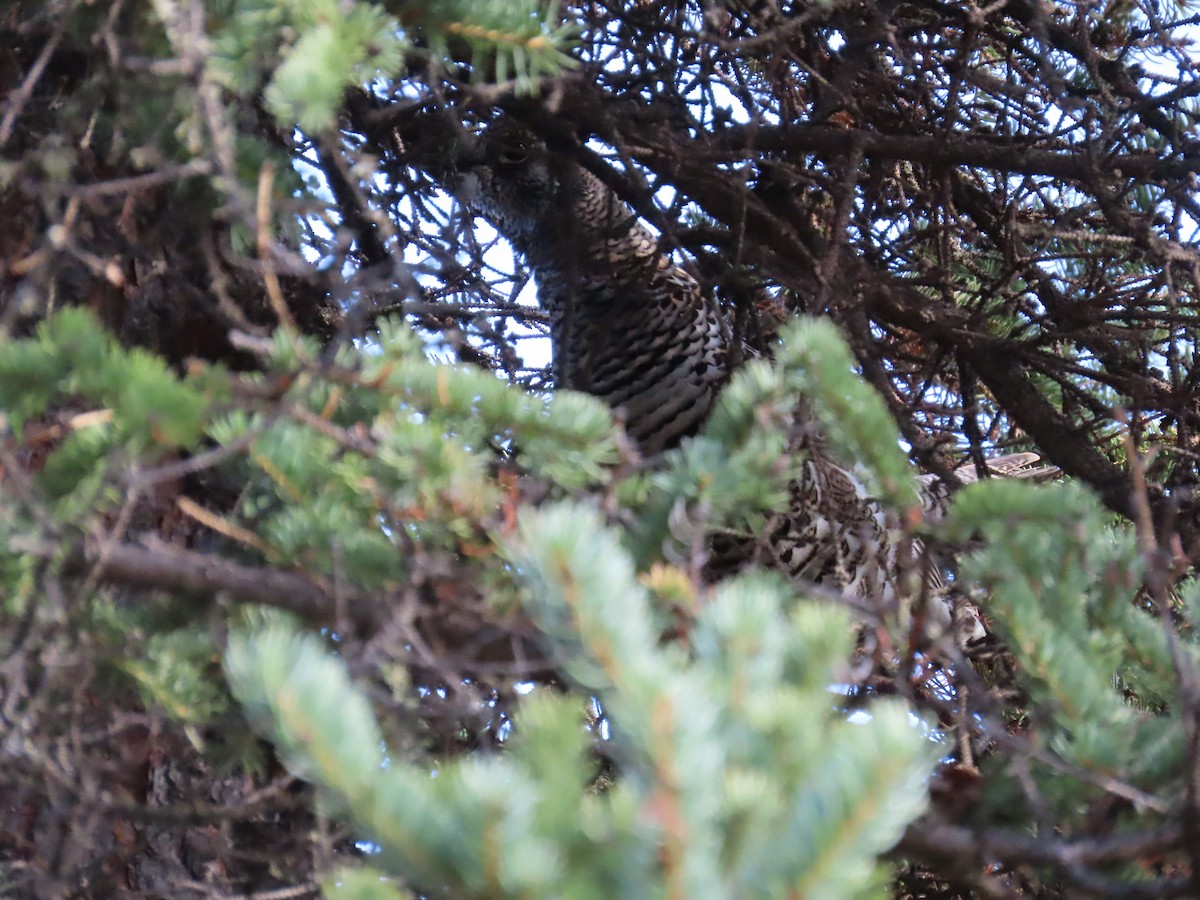 Spruce Grouse - ML641950982