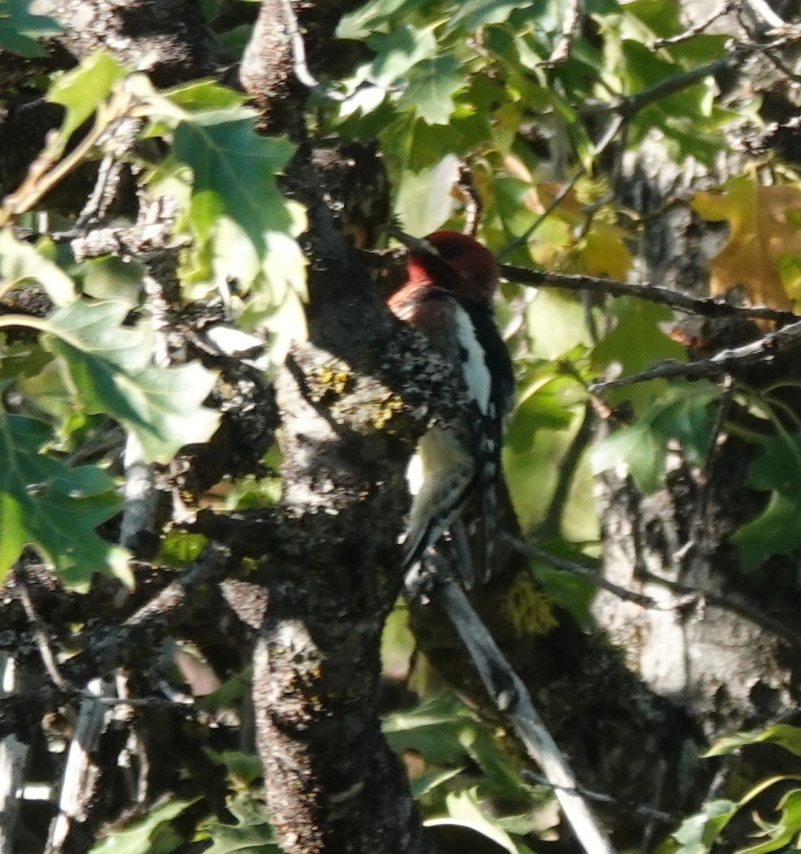 Red-breasted Sapsucker (daggetti) - ML641950997