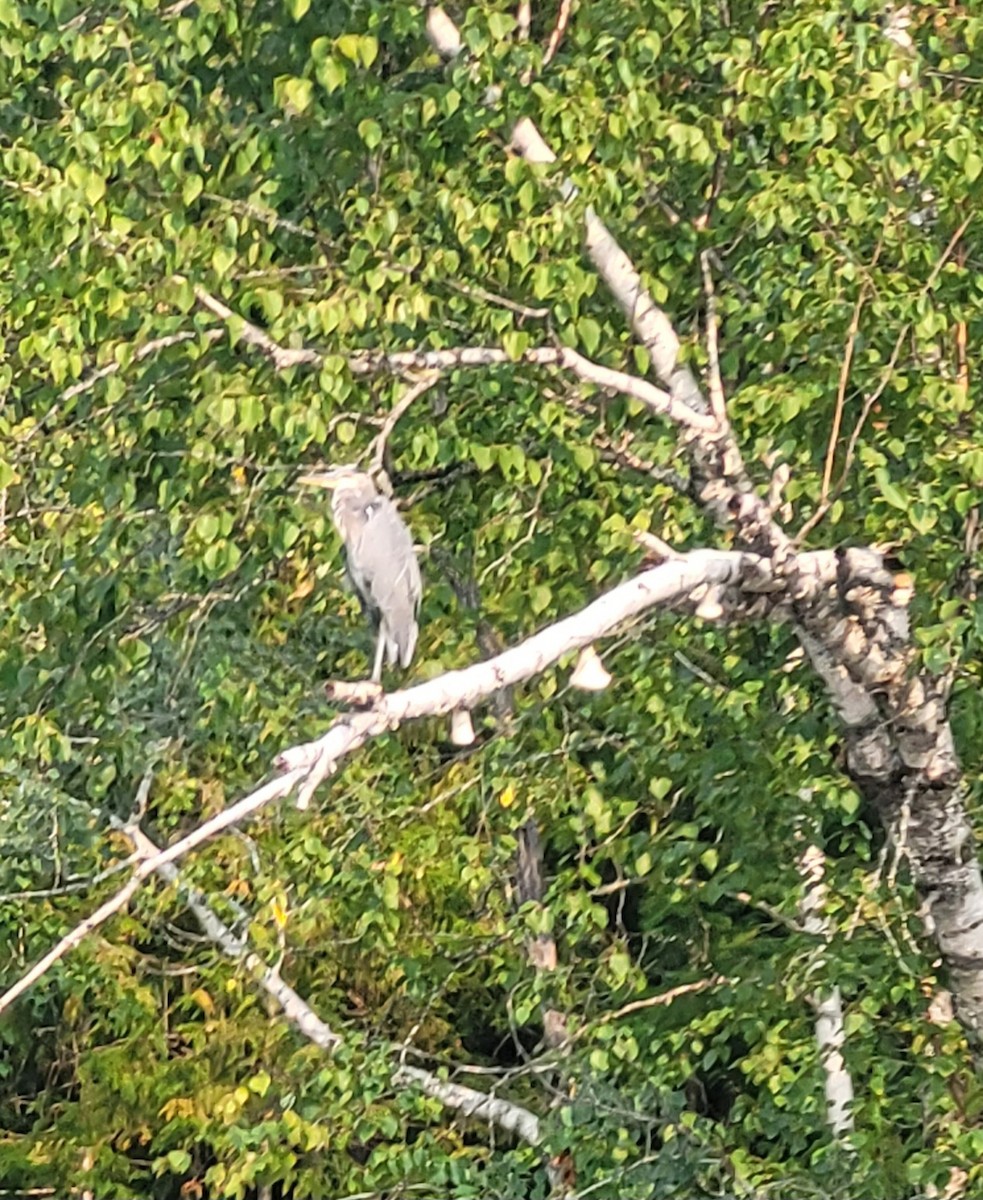 Great Blue Heron - ML641951001