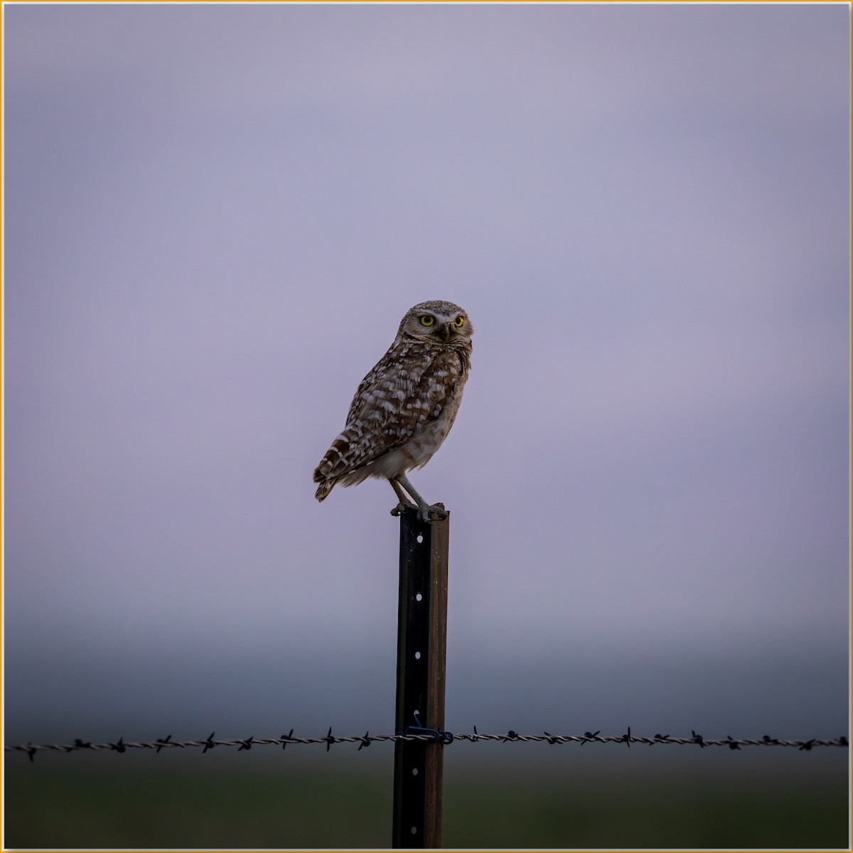 Burrowing Owl - ML641951002