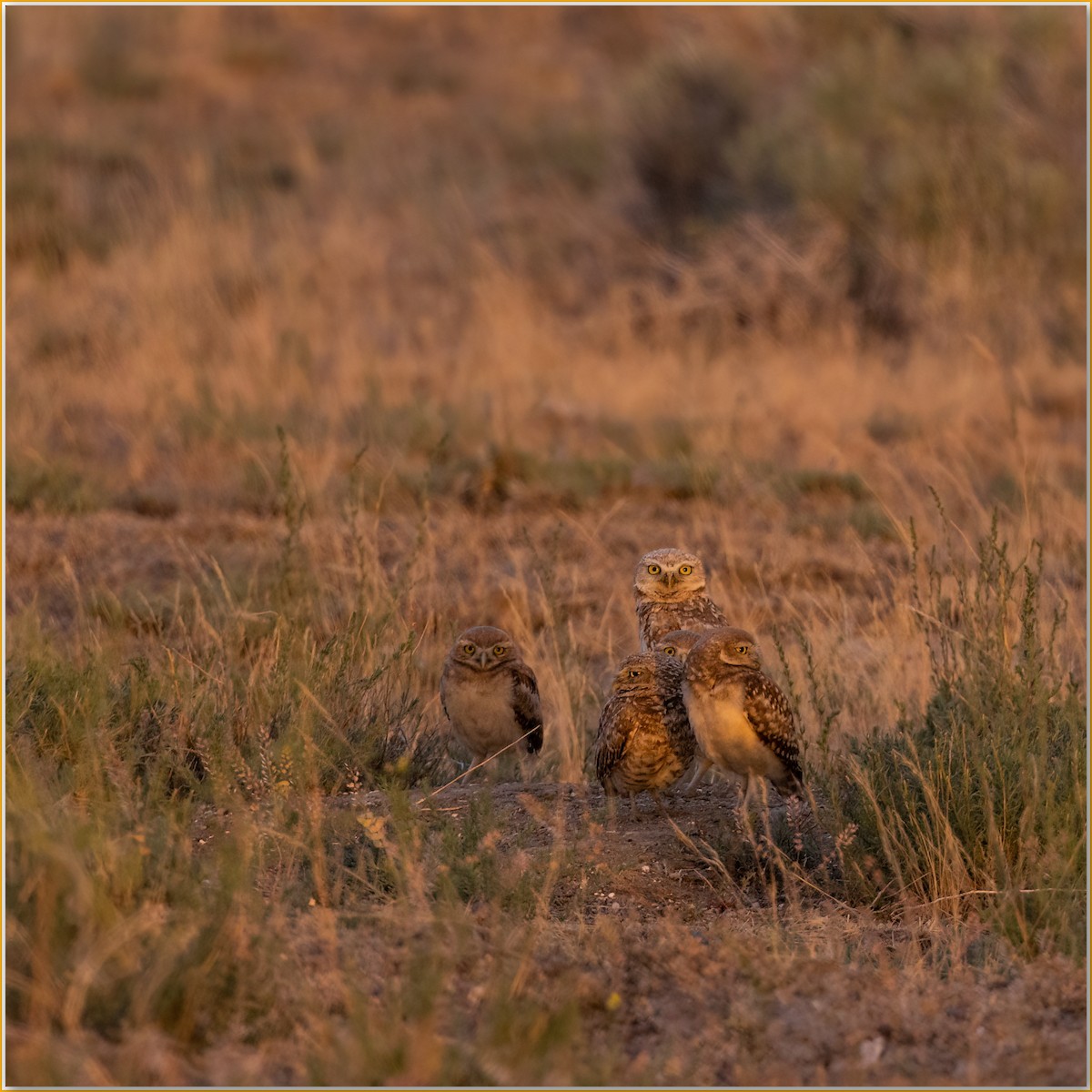 Burrowing Owl - ML641951003