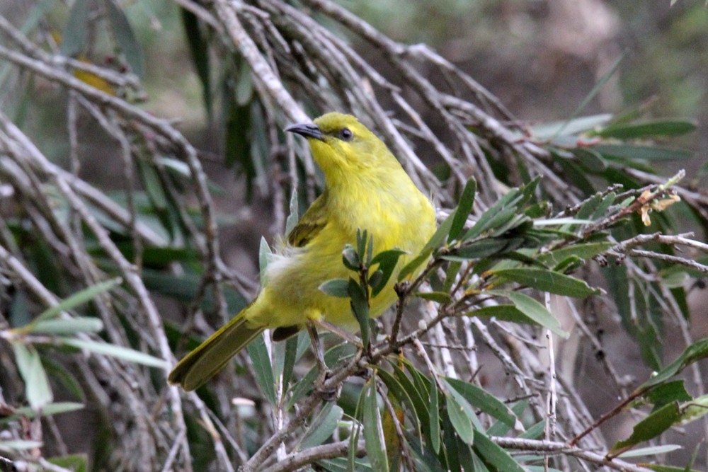 Yellow Honeyeater - ML641951011