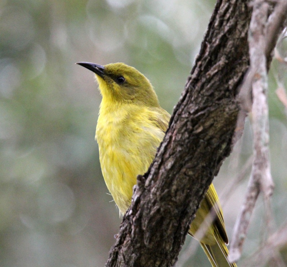 Yellow Honeyeater - ML641951012