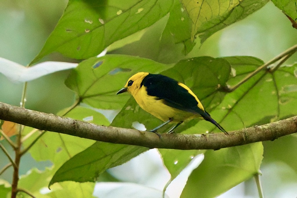 Black-and-yellow Tanager - ML641951014