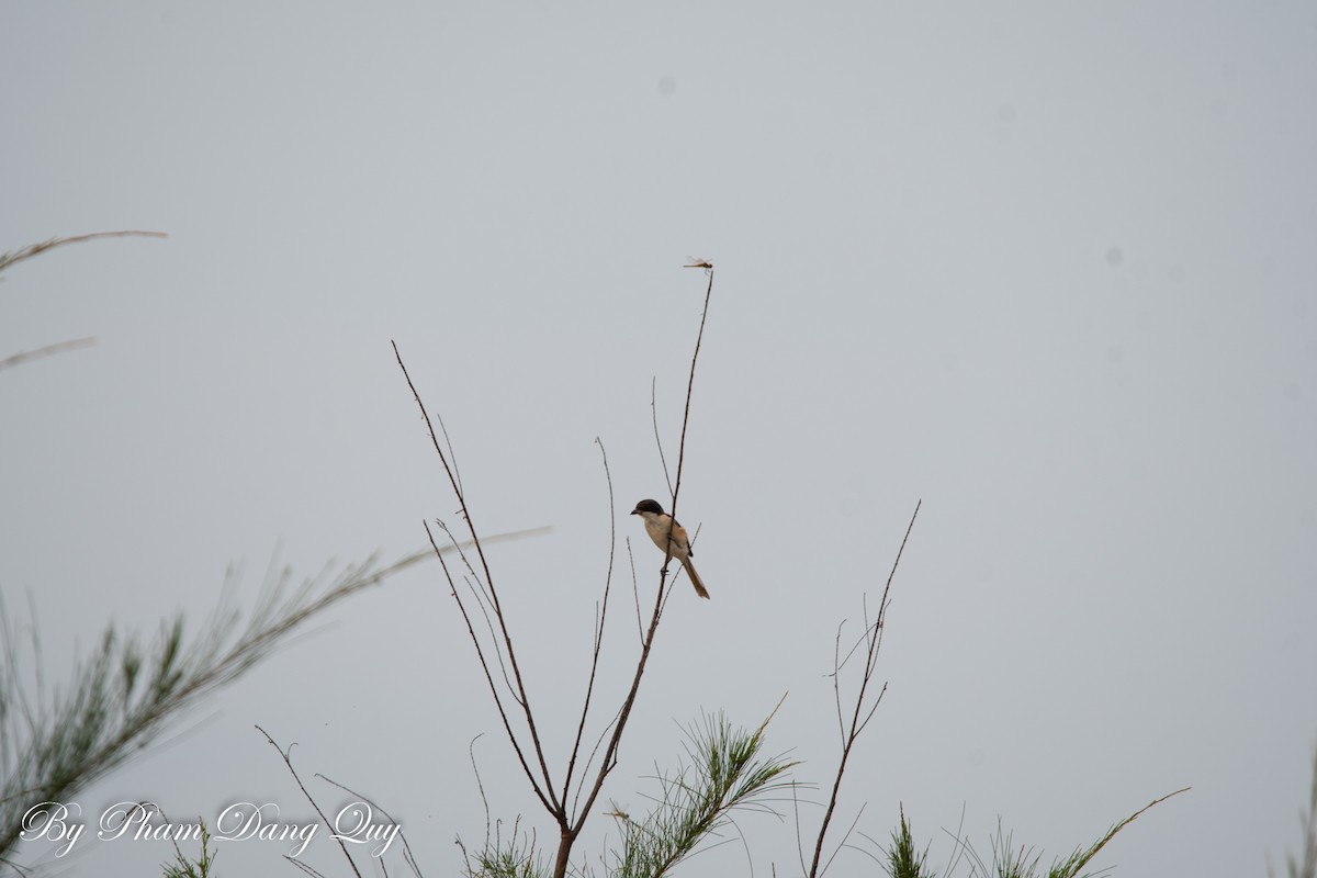 Burmese Shrike - ML641951017