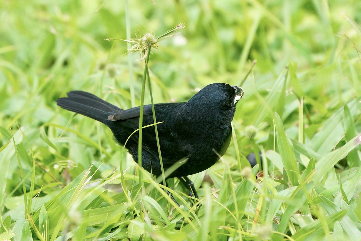 Variable Seedeater - ML641951021