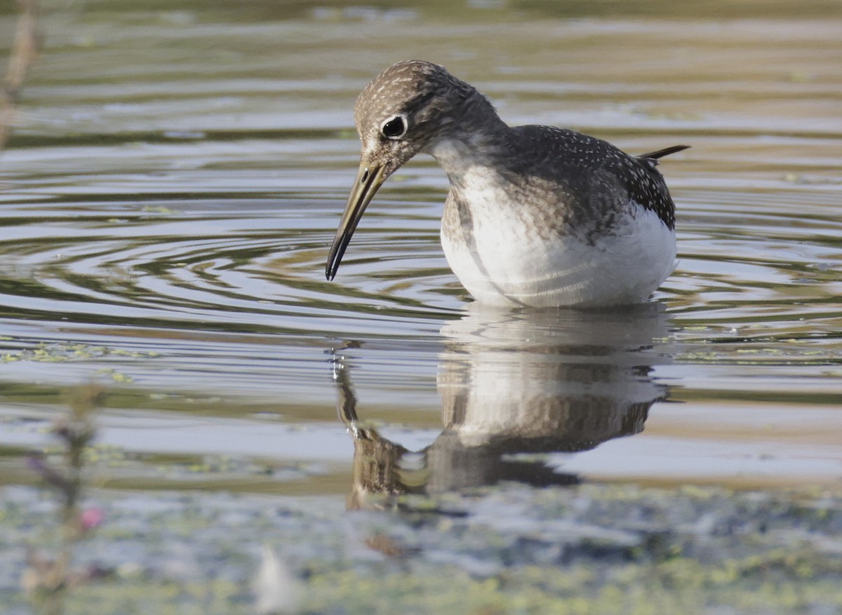 Solitary Sandpiper - ML641951022