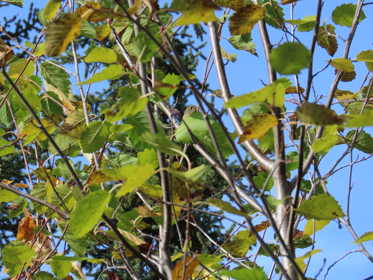 Ruby-crowned Kinglet - ML641951049