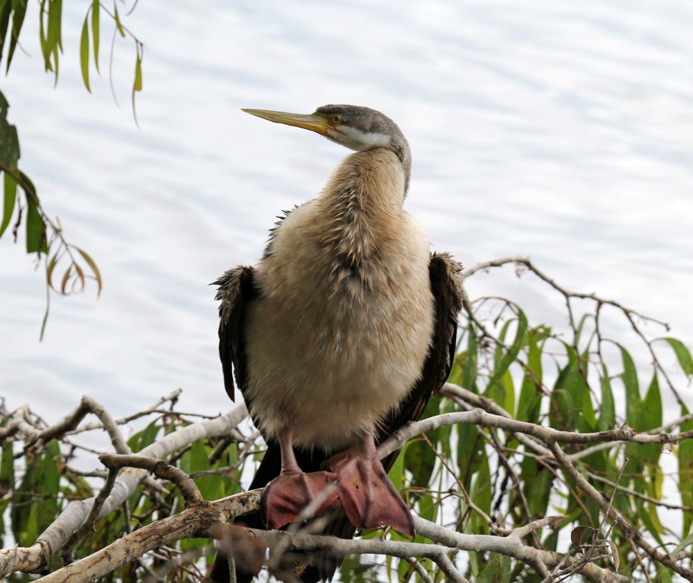 Anhinga australiarra - ML641951070