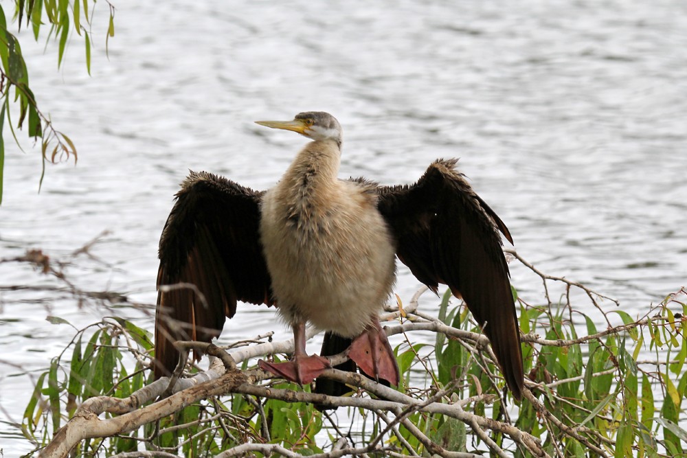Anhinga australiarra - ML641951071